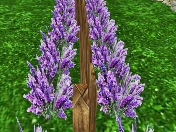 Cerca Lavanda Welled  -  Box