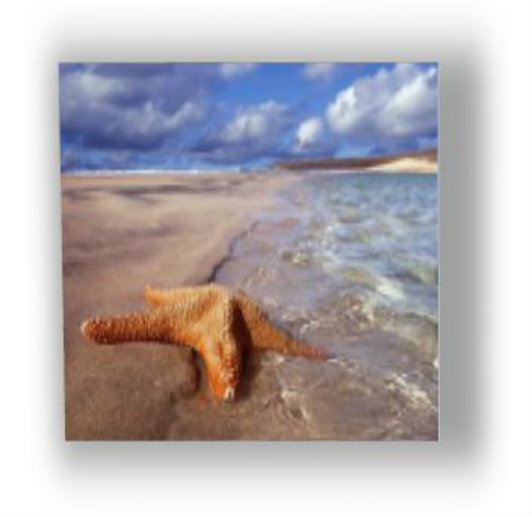 STAR FISH ON CANVAS 