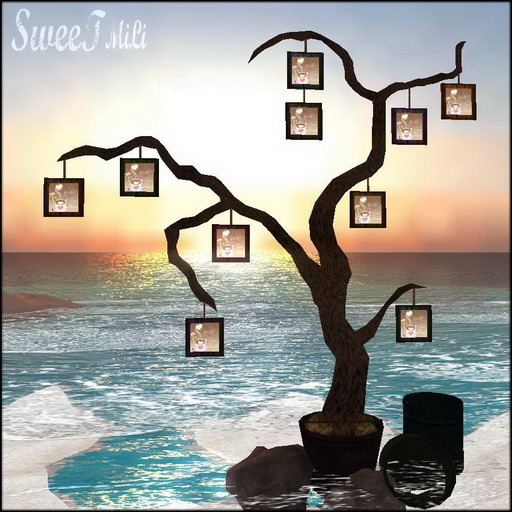 SweeT • TREE • Photos Friends