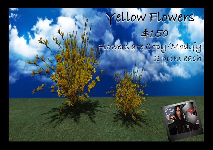 Yellow Bushes/Plants