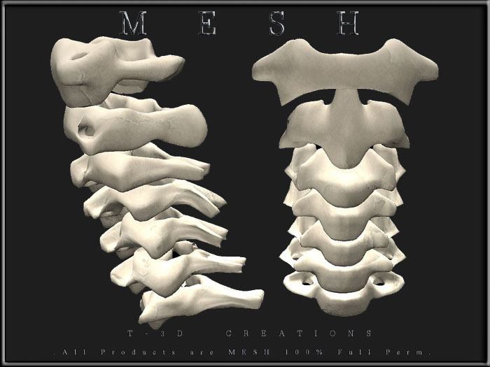 T-3D Creations [ Skeleton Neck (Cervical vertebrae) ] MESH - Full Perm