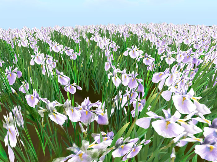 Japanese iris (花菖蒲) field type_white