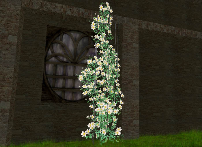 Clematis (鉄線)　trellis _white