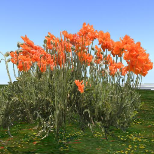 Sassy's Orange Poppies