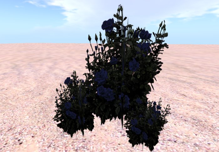 gothic rose bush blue 13