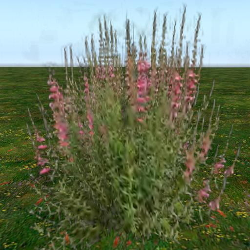 Sassy's Pink Larkspur