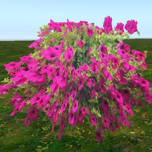 Sassy's Pink Morning Glorys