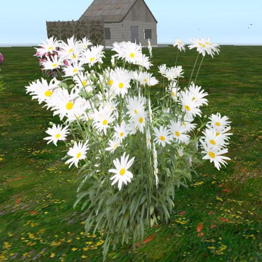 Sassy's White Daisies