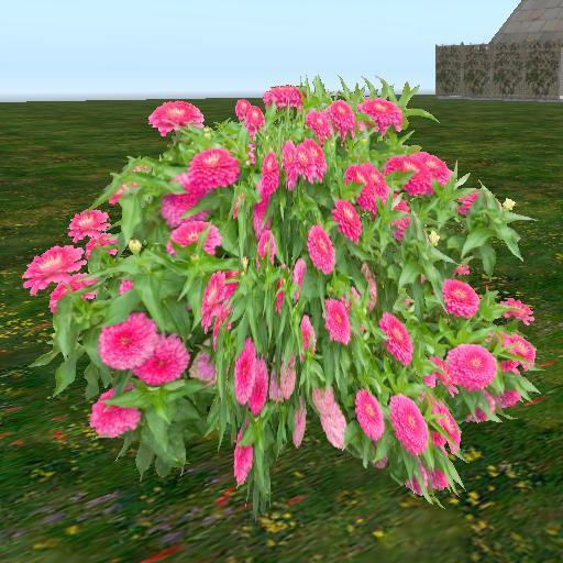 Sassy's Pink Peony