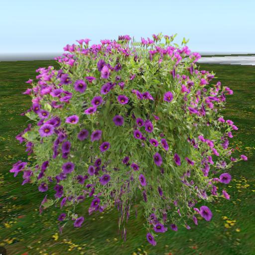 Sassy's Pink and Purple Morning Glorys