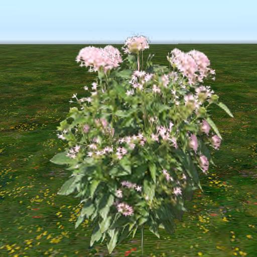 Sassy's Dendrobium Orchid