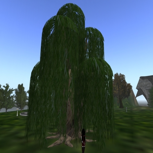 boxed first big dark willow tree 35 prims