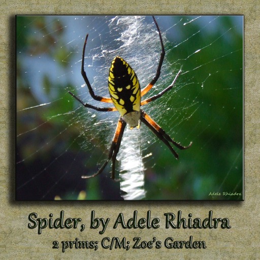 *ZG* Spider, Adele Rhiadra