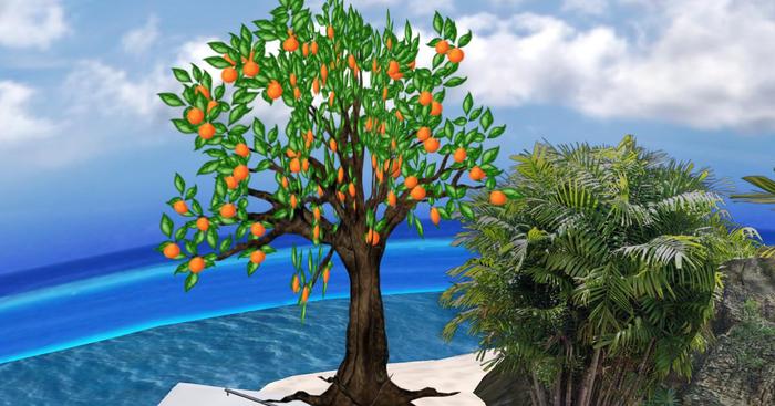 Orange Tree