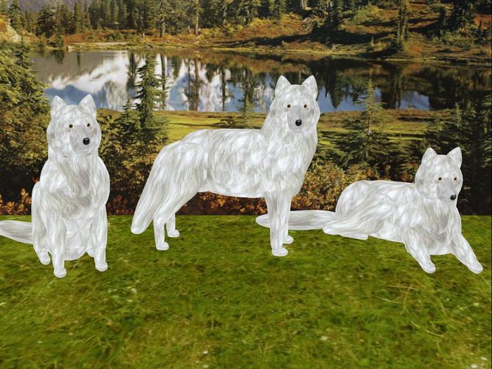 Wolf - White