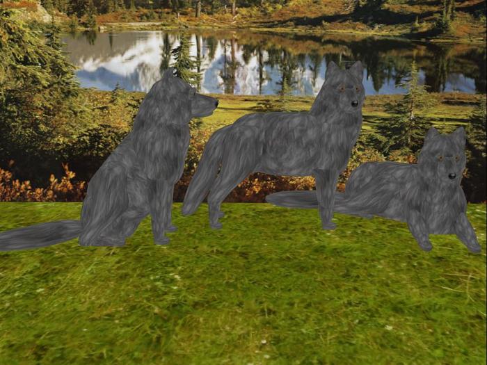 Wolf - Gray