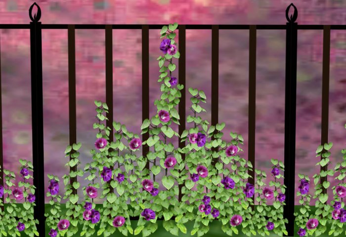 Fence Railing with Morning Glories 4