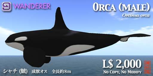 Orca WANDERER Male 8m