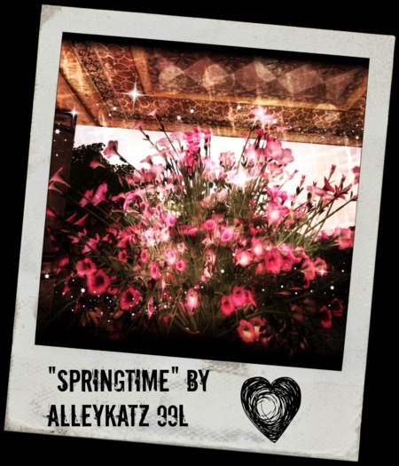 Springtime by AlleyKatz - BOXED