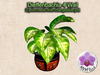 Half dieffenbachia 004