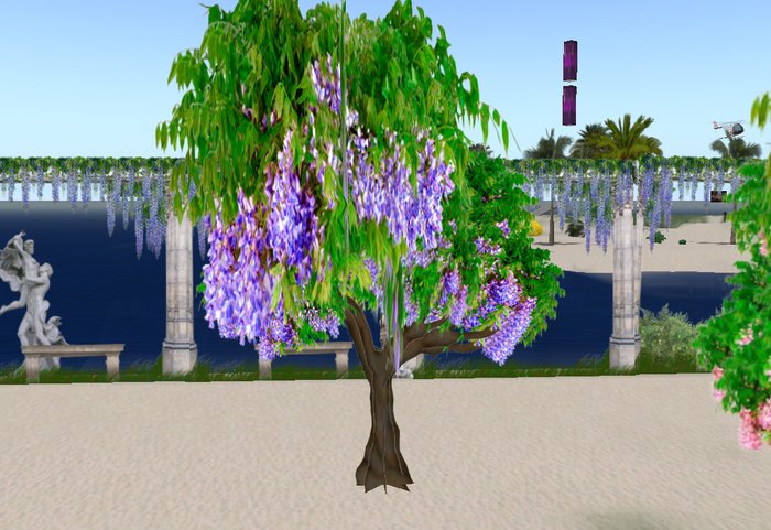 Purple Wisteria Tree
