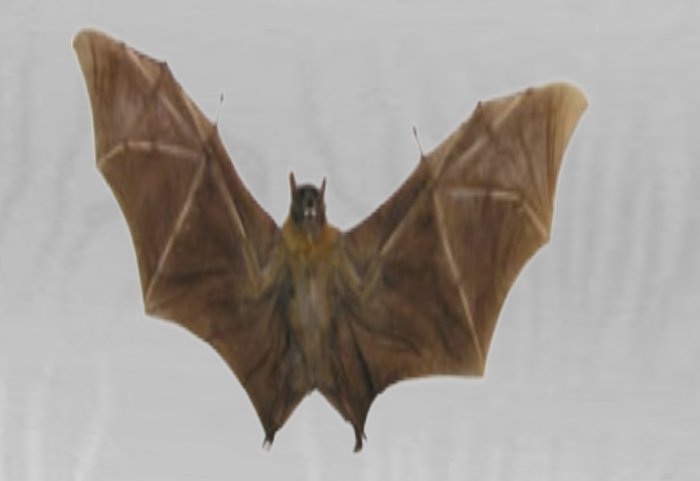 Halloween Bat 1
