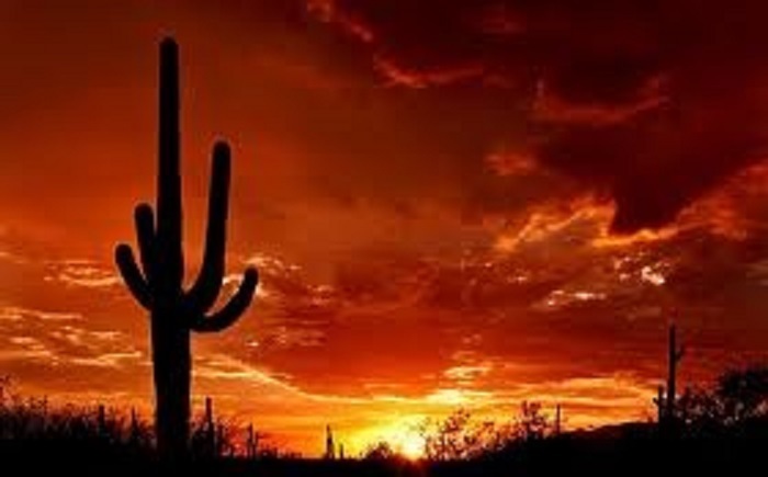 Saguaro Sunset