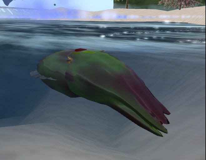 cuttlefish