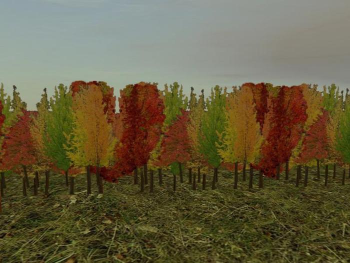 Cluster of Conifers: Greens (One of our many Autumn and Fall entries for plants, trees, shrubs and gardens)