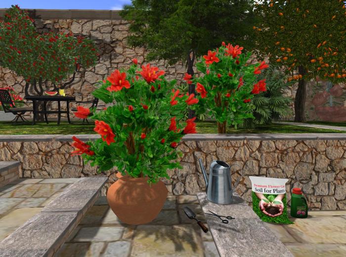 couple of mesh HIBISCUS bushes (box)