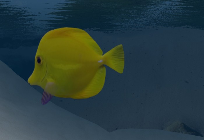 yellow fish with babies