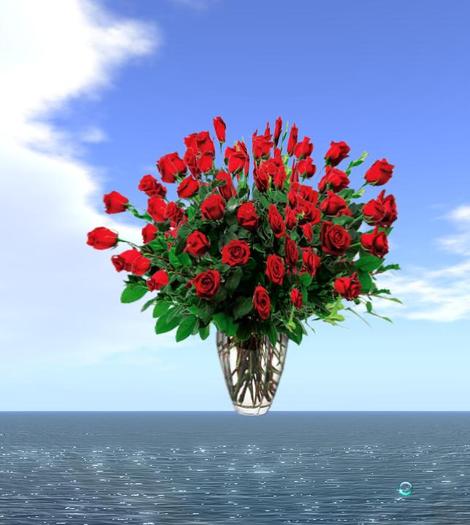 red roses, V