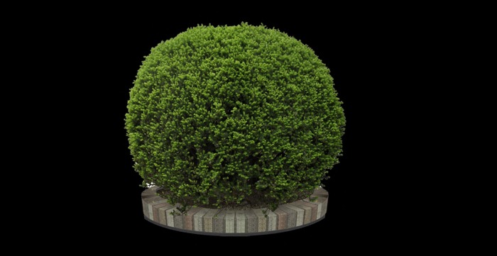 Bush 1 full perms texture