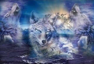 wolf art