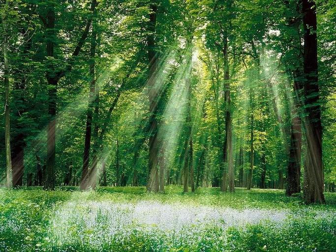 Magical Forest