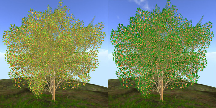 ginkgo_fullseason_copy