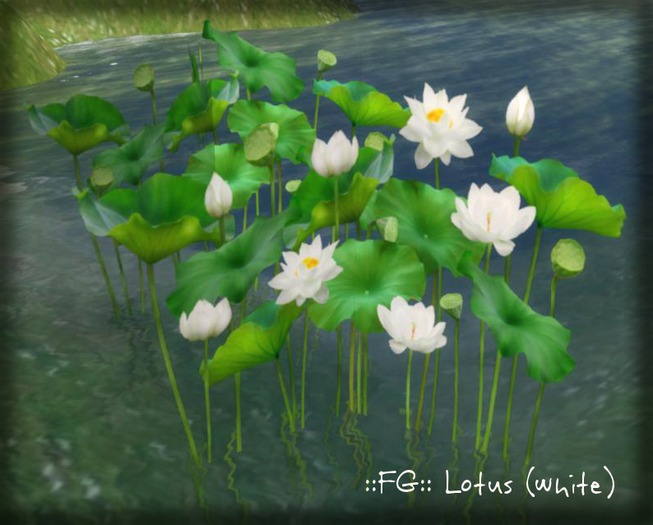 ::FG:: lotus (white) copy