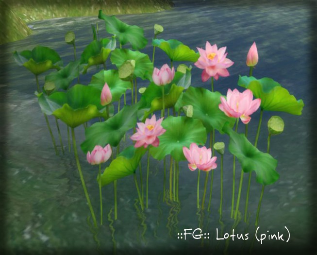 ::FG:: lotus (pink) copy