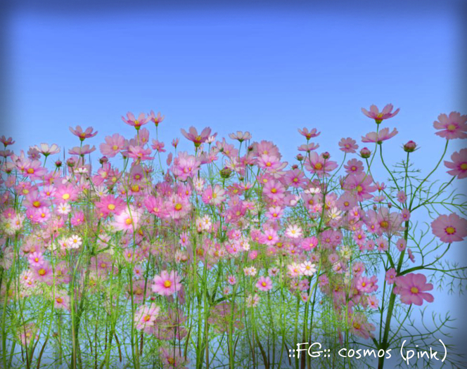 ::FG:: cosmos (pink) / copy