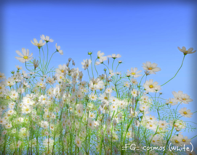 ::FG:: cosmos (white) / copy