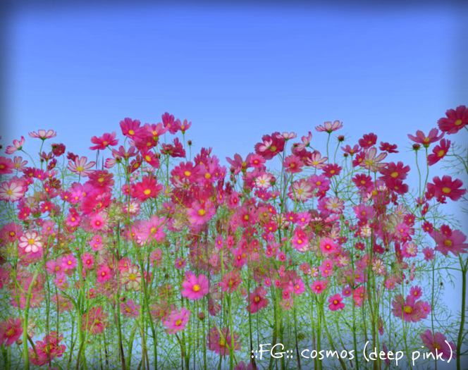 ::FG:: cosmos (deep pink) / copy