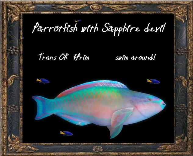 parrotfish with Sapphire devil BOX