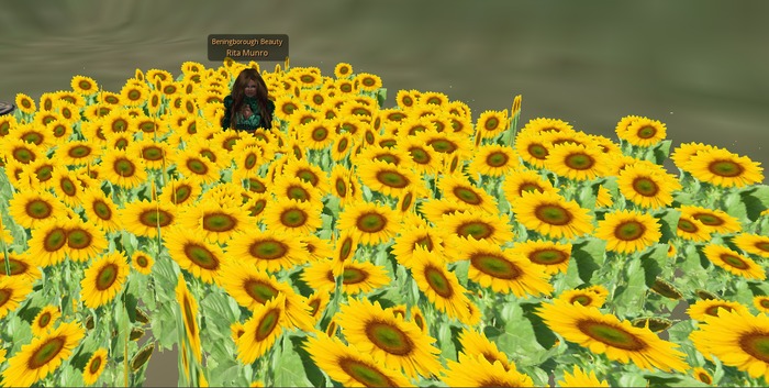 Wonderful Sunflower Field by Rita Munro