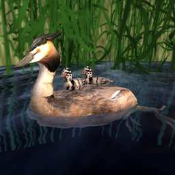 Great Crested Grebe Female with 2 Chicks on back