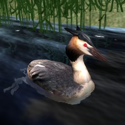 Great Crested Grebe Male