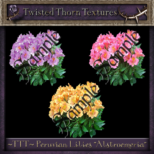 ~TTT~ Peruvian Lilies -Alstroemeria-