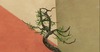 Bonzai2 004