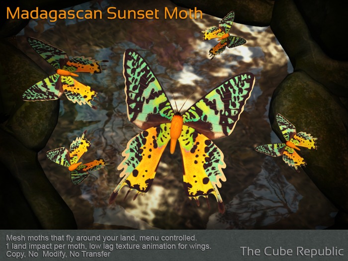 Madagascan Sunset Moth