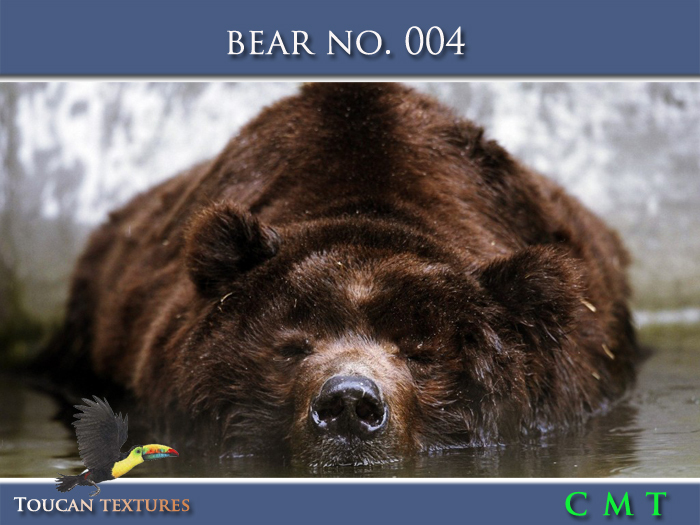 [Toucan Textures] Bear No. 004