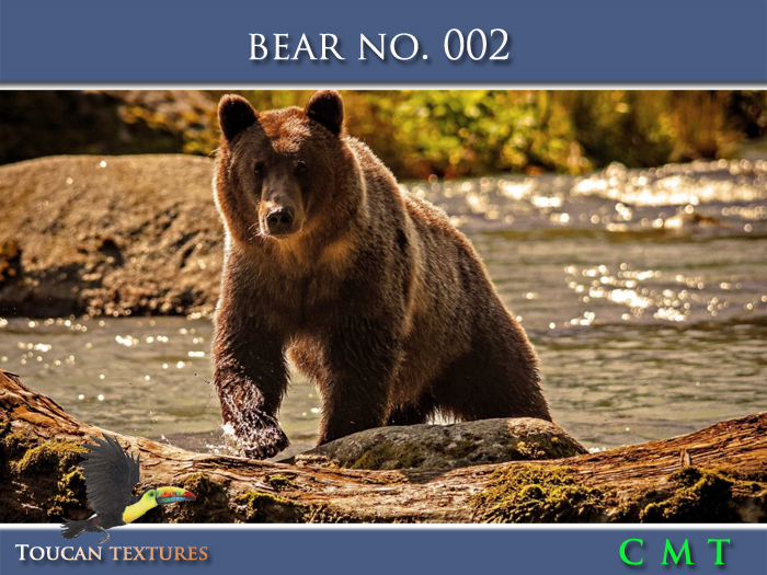 [Toucan Textures] Bear No. 002